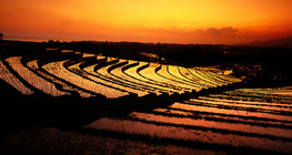 Ruộng bậc thang ở Bali