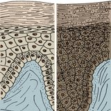 Da người da trắng