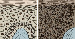 Da người da trắng