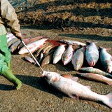 Cá chết sau vụ tràn dầu xyanua 2000 Tisza