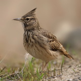 Con chim chiền chiện Á Âu