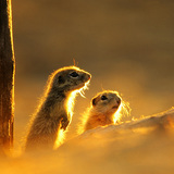 Sóc đất châu Âu