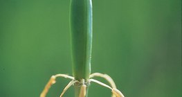 Một bông hoa tulip sau khi thụ tinh