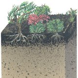 Phần mặt đất của rừng Taiga