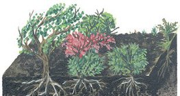 Phần mặt đất của rừng Taiga