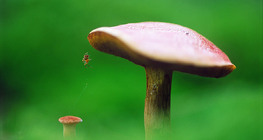 Nấm và nhện
