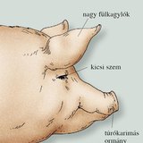 A házi sertés feje