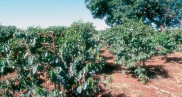 Đồn điền cà phê ở Kenya