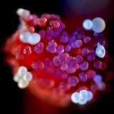 Nhụy hoa Mirabilis với hạt phấn hoa