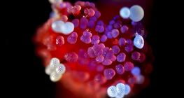 Nhụy hoa Mirabilis với hạt phấn hoa