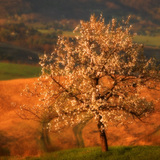 Cây anh đào nở hoa