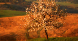 Cây anh đào nở hoa