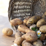 Những quả khoai tây