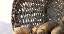 Những quả khoai tây