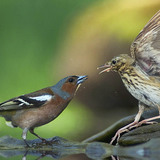 Sẻ khướu thông thường