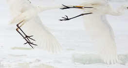 Cuộc chiến tuyệt vời