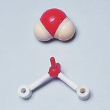 Mô hình lấp đầy không gian và bóng và dính của phân tử nước