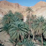 Oasis có ngày ở Tunisia