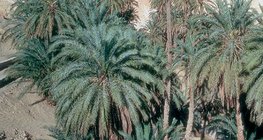 Oasis có ngày ở Tunisia