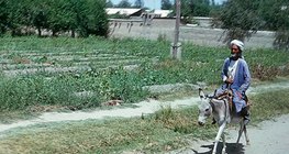 Khu vực bán khô cằn ở Turan