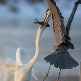 Chiến đấu để bắt