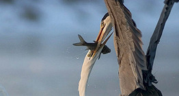 Chiến đấu để bắt