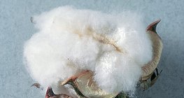 Sợi bông gần như là polysacarit tinh khiết (cellulose)