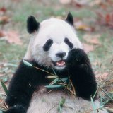 Gấu trúc khổng lồ