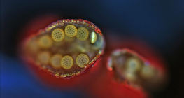 Bao phấn hoa Mirabilis, mở (kính hiển vi quang học)