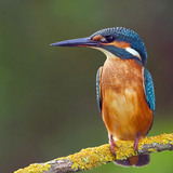 Common kingfisher