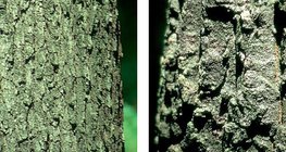 Vỏ cây sồi và cây sồi Thổ Nhĩ Kỳ