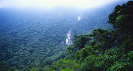 rừng nhiệt đới Amazon