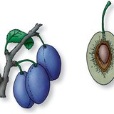 Mặt cắt dọc của quả mận