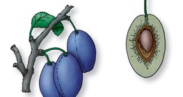 Mặt cắt dọc của quả mận