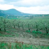 Mùa xuân trong vườn táo