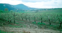 Mùa xuân trong vườn táo