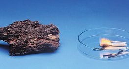 Thối gỗ chậm nhưng cháy nhanh hơn