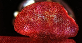 Bao phấn hoa Mirabilis, mở (kính hiển vi quang học)