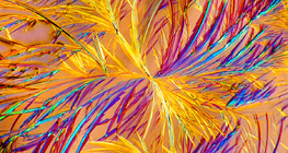 Tinh thể Aminophylline (thuốc)