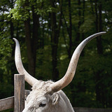 Gia súc xám Hungary