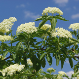 Hoa của cây cơm cháy