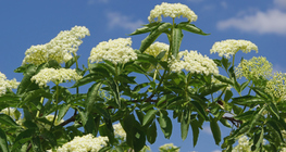 Hoa của cây cơm cháy