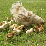 Gà mẹ và gà con