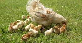 Gà mẹ và gà con