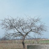 An apple tree and its bark