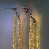 Quả bí ngô với nhị hoa