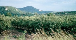 Vườn táo vào mùa hè