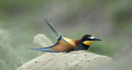 Người ăn ong châu Âu đang tắm bụi