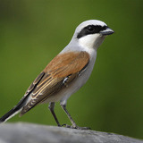 Shrike lưng đỏ