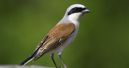 Shrike lưng đỏ